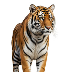 Majestic tiger walking with powerful determination
