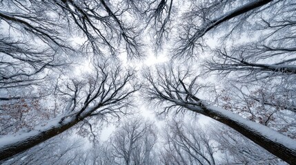 Snowy forest canopy view