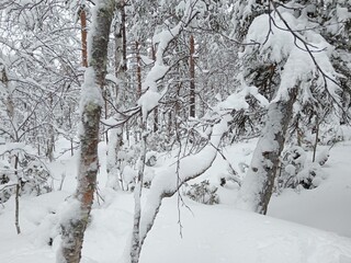 Winterwald