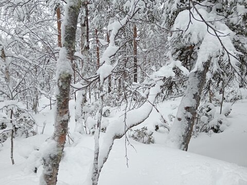 Winterwald