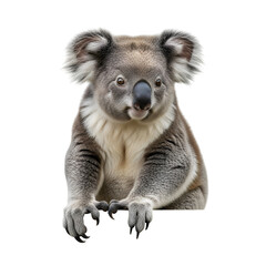 Fototapeta premium Koala bear hanging looking directly forward
