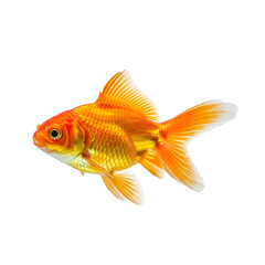 Fototapeta premium Vibrant goldfish swimming on a dark background