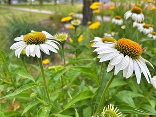 white flower echinacea, blooming flower, bee on flower ball, ant on white flower petal
