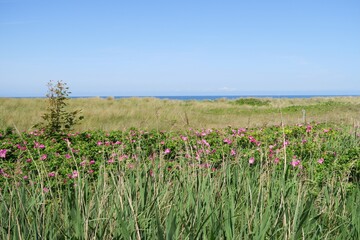 Obraz premium Oberhalb der Ostseeküste befindet sich in Wustrow auf dem Fischland in Deutschland diese Dünenlandschaft mit blühenden Hundsrosen und im Hintergrund mit Strandhafer.