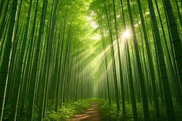 Expansive view of green bamboo rising towards the sky as sunlight pours through the leafy roof