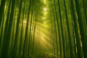 Fototapeta premium A breathtaking bamboo grove where sunlight pierces the lush green canopy