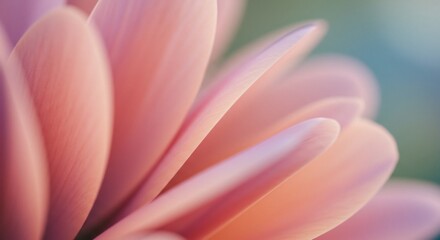 Fototapeta premium Soft Pink Flower Petals Macro Abstract Background