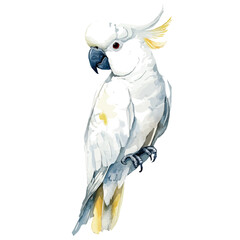 A hand-drawn illustration painting of a cockatoo bird set in soft watercolor style, featuring delicate brush strokes, isolated on a white background, artistic, painted design, EPS format, set © sabart