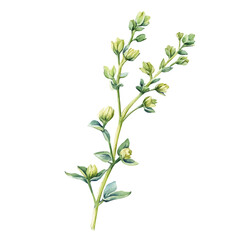 A hand-drawn illustration painting of a wormseed herb set in soft watercolor style, featuring delicate brush strokes, isolated on a white background, artistic, painted design, EPS format, set