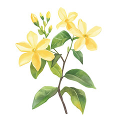 A hand-drawn illustration painting of a yellow jasmine plant set in soft watercolor style, featuring delicate brush strokes, isolated on a white background, artistic, painted design, EPS format, set