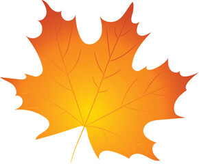 autumn maple leaf