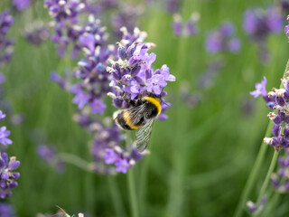 Close-Up of a Bumblebee Collecting Nectar from Purple Lavender Flowers.
