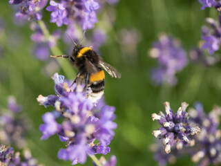 Close-Up of Bumblebee Pollinating Purple Lavender Flowers.