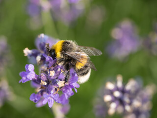 Close-Up of a Bumblebee Pollinating Purple Lavender Flowers in Nature.