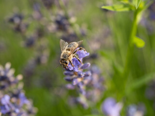 Honeybee on Lavender Flower in a Natural Outdoor Garden Setting.