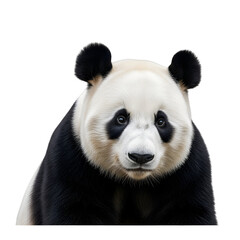 Obraz premium Panda portrait on a black background