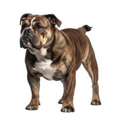 Brindle bulldog standing portrait on black background