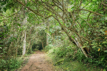 Fototapeta premium Trail in the rainforest on Borneo, Sabah, Malaysia.