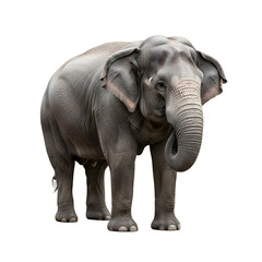 Obraz premium Indian elephant portrait on isolated black background