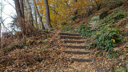 Steps covered with yellow fallen leaves, going on Zirkelstein. Saxon Switzerland.