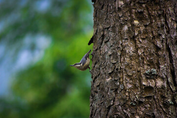 squirrel on a tree