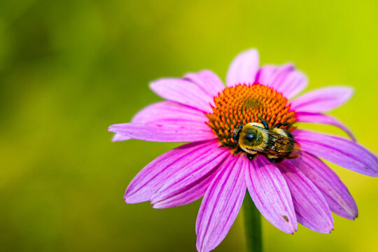 bee working on collecting honey on pink flower