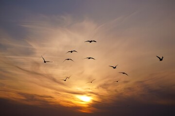 Sunset birds flying silhouette orange sky scenic nature background wallpaper image
