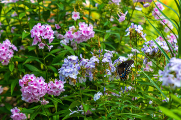 butterfly on a flower