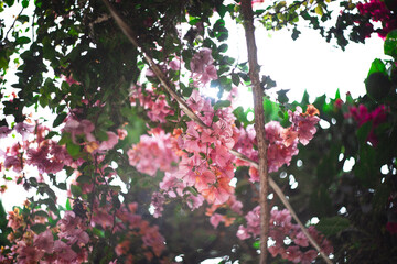 Pink Bougainvillea Flowers Blooming in Dappled Light