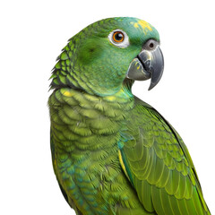 Fototapeta premium Striking portrait of a green parrot