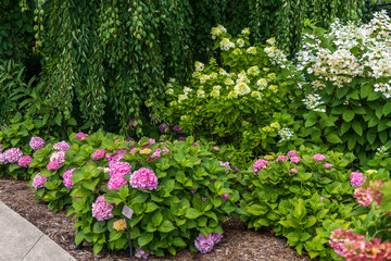 flowers in the garden