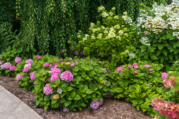 Naklejka premium pink flowers in the garden