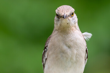 Portrait of a northern mockingbird staring at the camera.