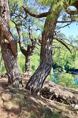 River trees sky Lush greenery of the canyon as seen . High quality photo