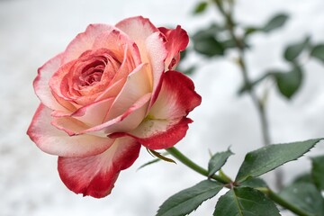 Obraz premium Close-Up of a Dual-Toned Red and White Rose in Natural Setting