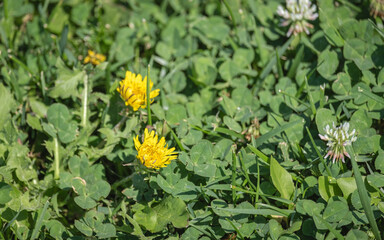 dandelion flowers, buds and leaves.