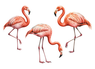 Watercolor flamingos in natural poses. Watercolor pink flamingoe victor illustration.