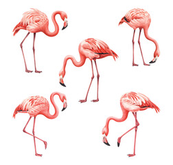 Watercolor study of flamingos in standing, walking, and bending positions. Watercolor flamingo vector Illustration. © Artverza