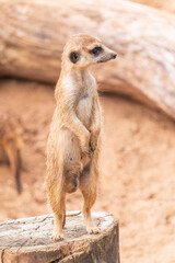 Meerkat, Suricata suricatta, on hind legs. Portrait of meerkat standing on hind legs with alert expression. Portrait of a funny meerkat sitting on its hind legs.