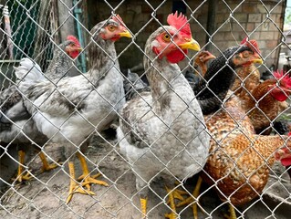 Chickens Inside a Wire Mesh Enclosure at a Farm