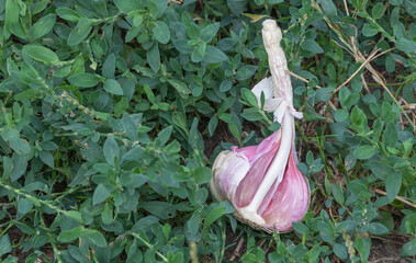 Fresh Garlic Bulb with Purple Skin on Green Garden Plants