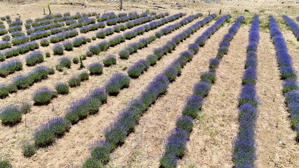 Lavender field, rural landscape in summer