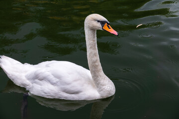 A graceful white swan swimming on a lake with dark water. The white swan is reflected in the water