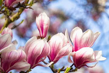 Fototapeta premium Pink blooming magnolias in the spring garden