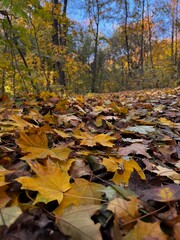 autumn in the forest
