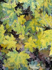 autumn leaves background