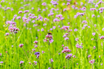 Verbena bonariensis flowers, Argentinian Vervain or Purpletop Vervain, Clustertop Vervain, Tall Verbena, Pretty Verbena, in garden