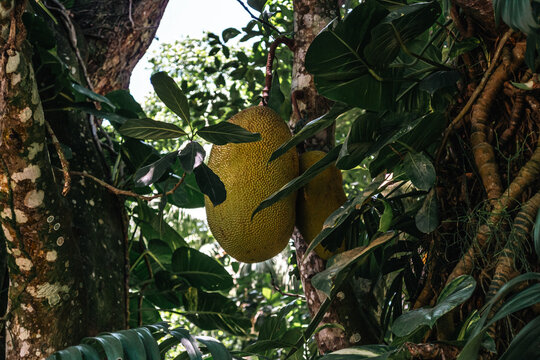 Jardim Bot&acirc;nico do Rio de Janeiro - RJ