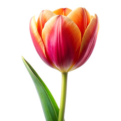 Fototapeta premium tulip flower image isolated on a transparent