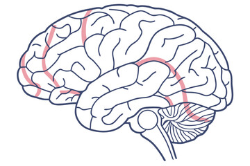 Colorful Human Brain Illustration Exploring the Intricate Beauty of Neural Networks and Cognitive Functionality in a Vibrant Artistic Style